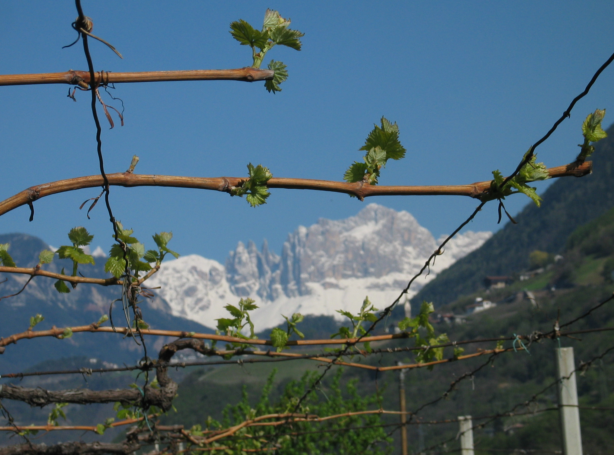 Rebenknospen vor dem Rosengarten