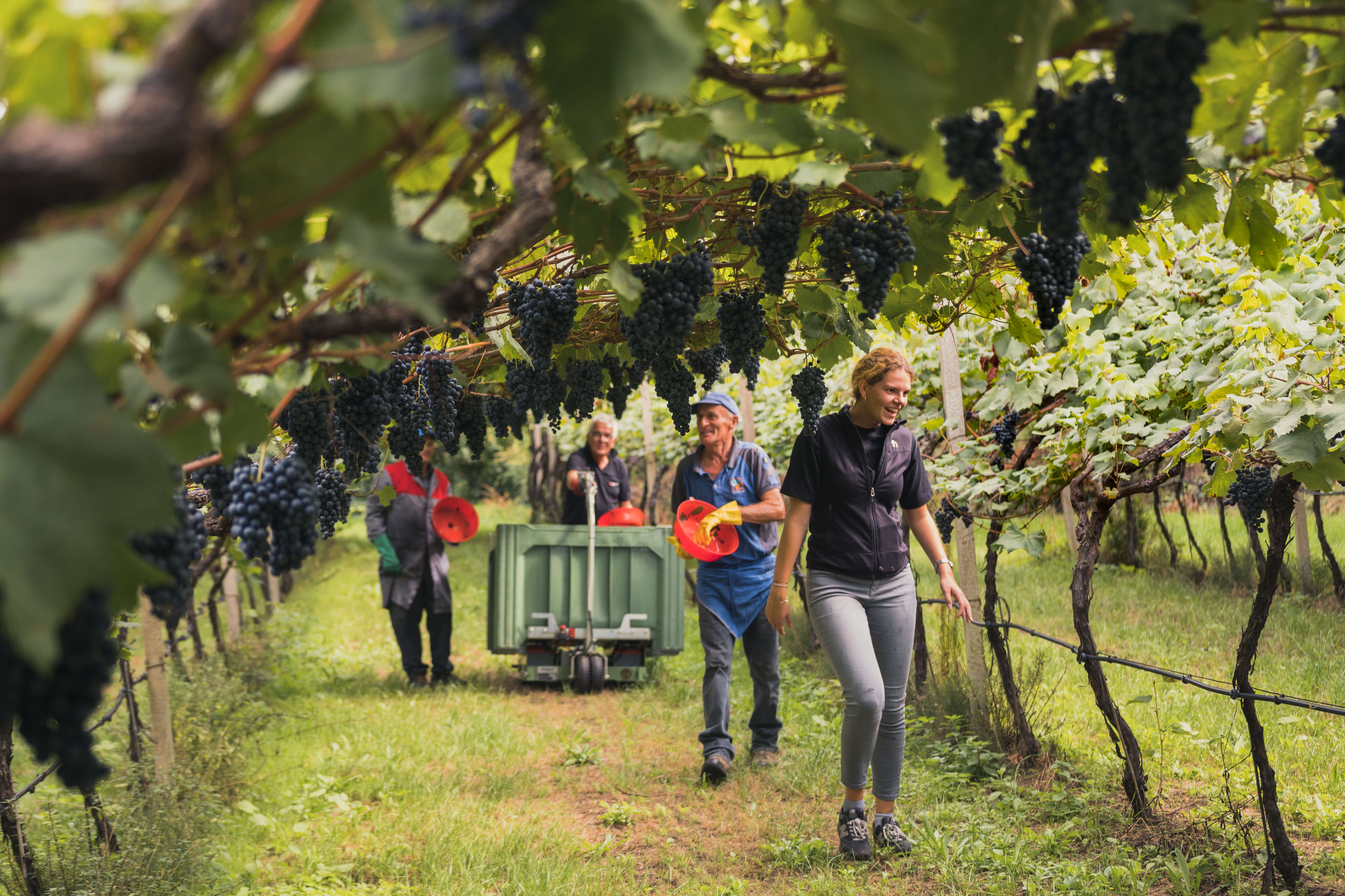 Galerie-Bild · Denkart, Terroir, Roter Faden