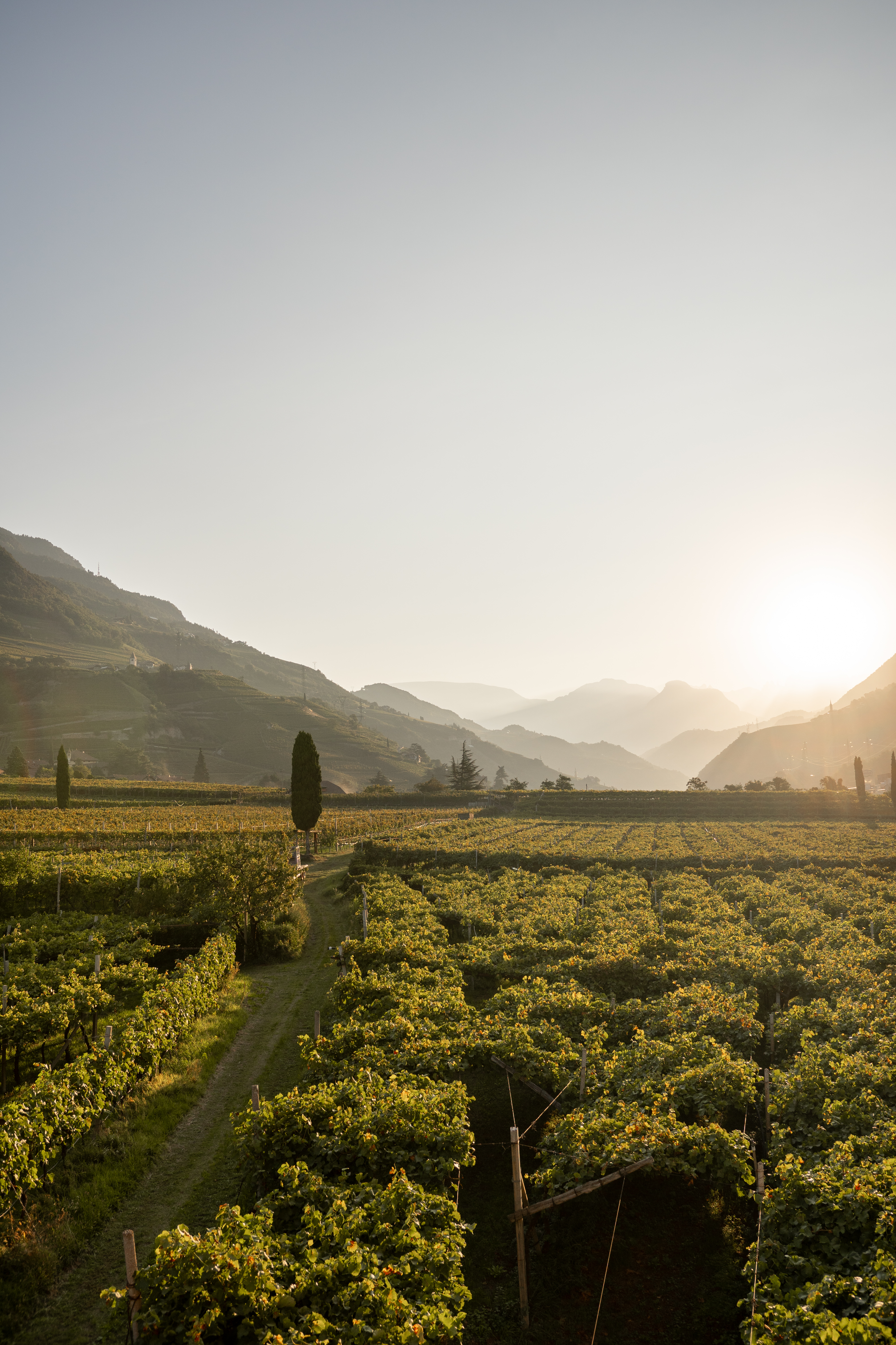 Vigneti a pergola del Pfannenstielhof in controluce, sullo sfondo la valle presso Bolzano