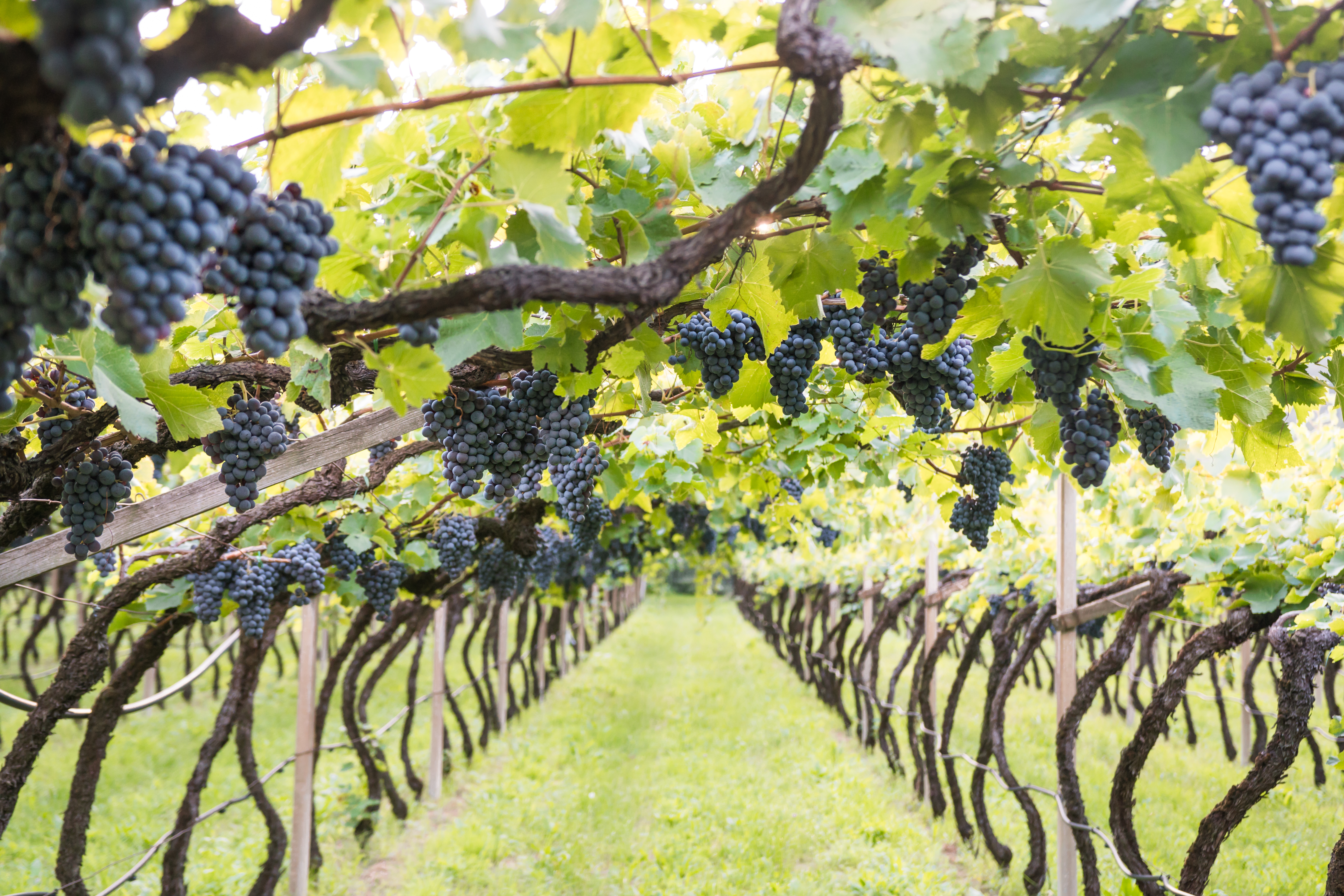 Grappoli maturi di Schiava sulla pergola nel vigneto del Pfannenstielhof