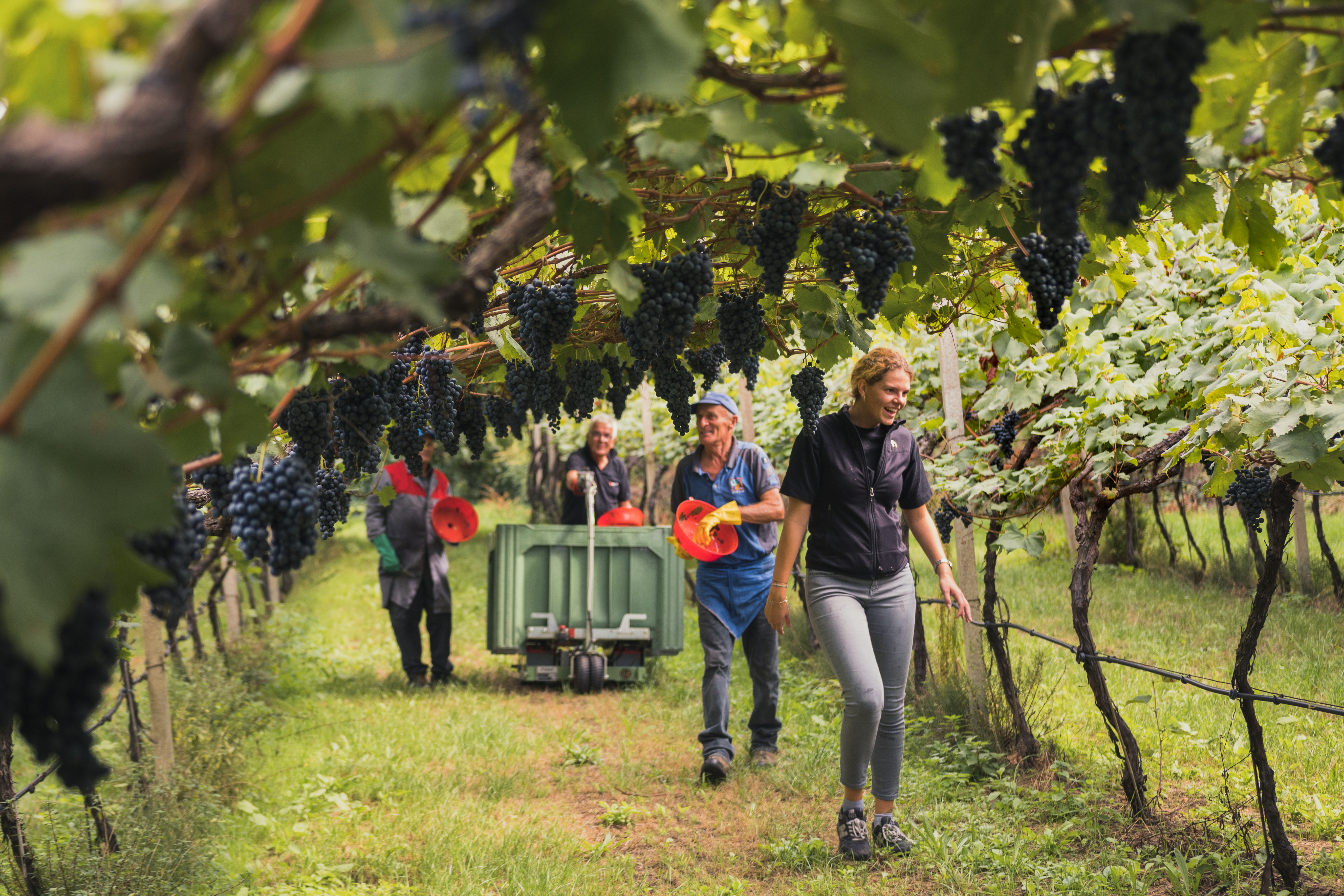Vendemmia sotto la pergola al Pfannenstielhof: vendemmiatori con secchi rossi e carrello tra grappoli di uva nera